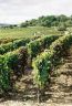 saint_desert_vendanges_1.jpg